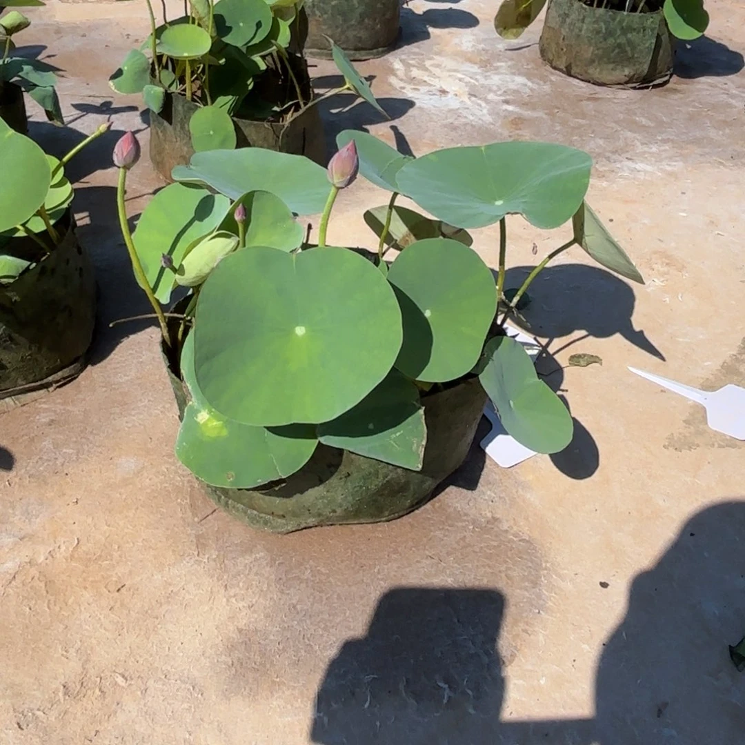 担*亭霓裳美植袋123