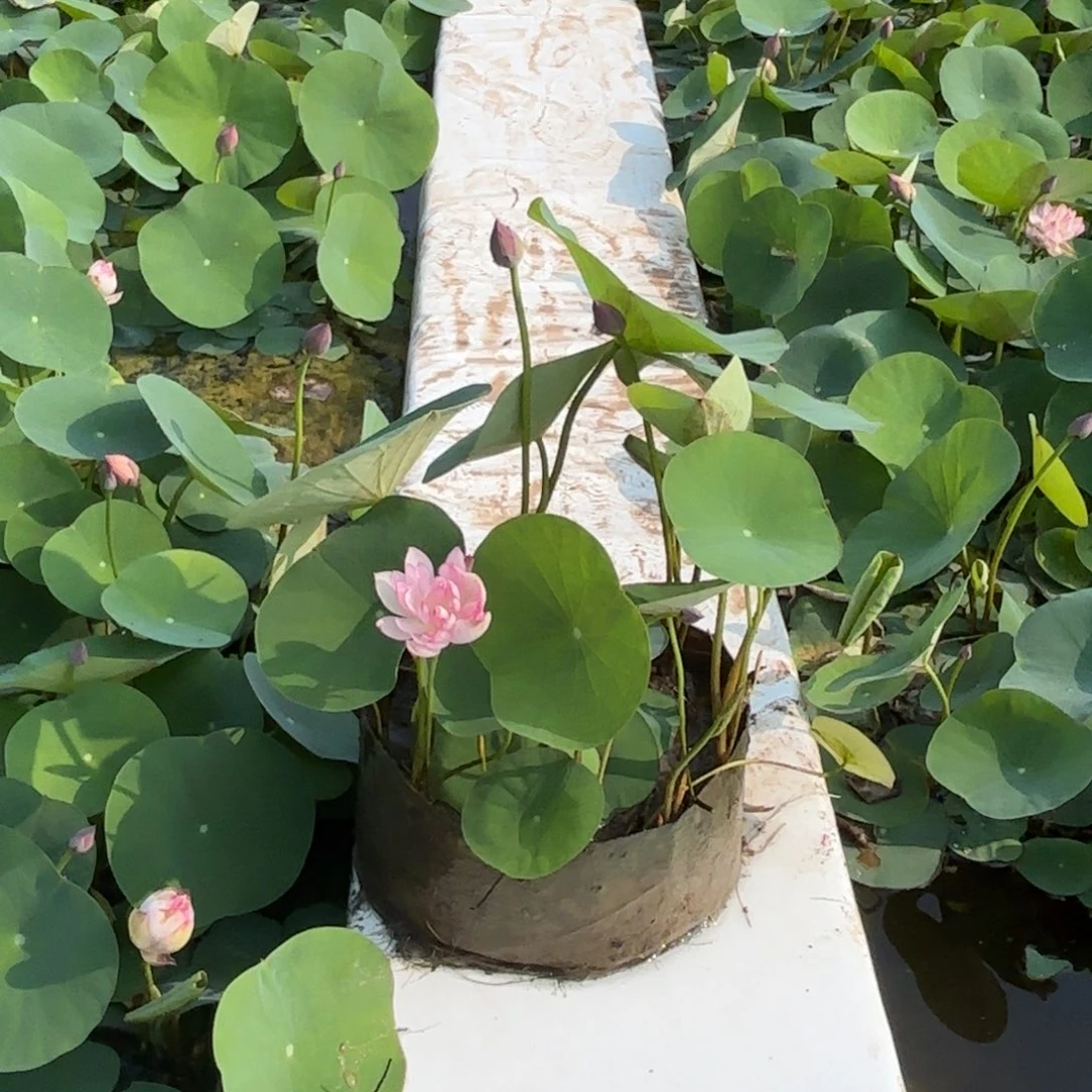 F*敏霓裳美植袋成品53号