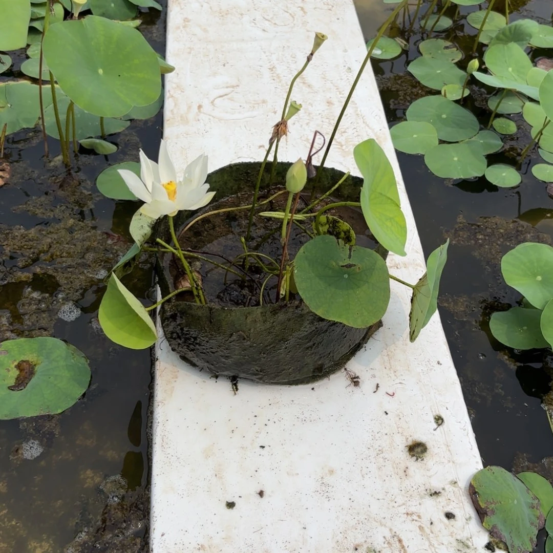静*美植袋成品19号