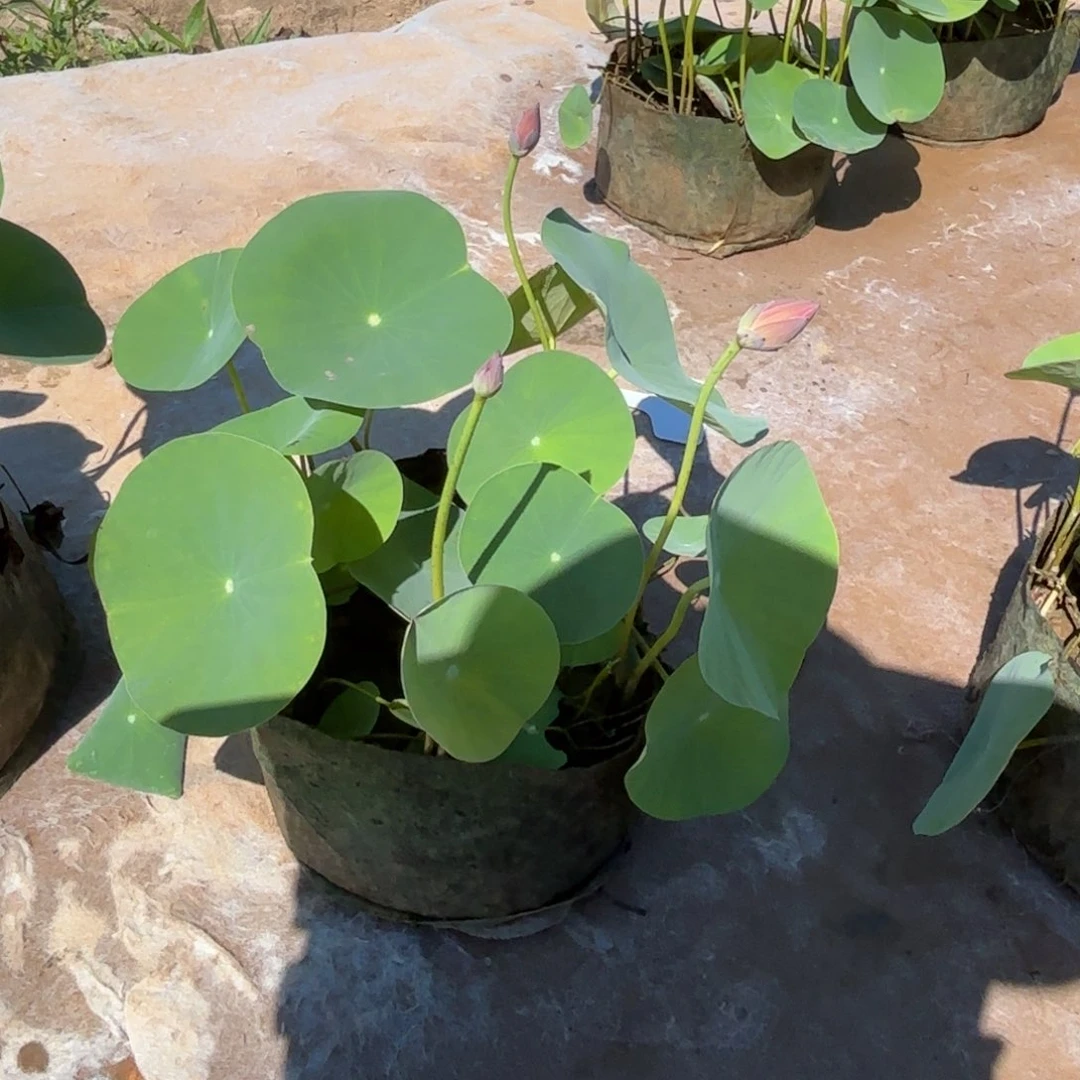 芙****）霓裳美植袋成品119号