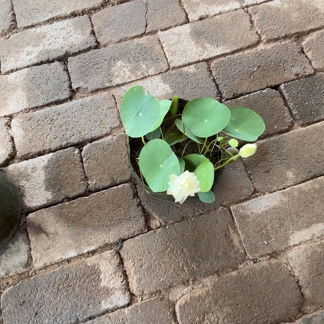 多***了美植袋成品74号