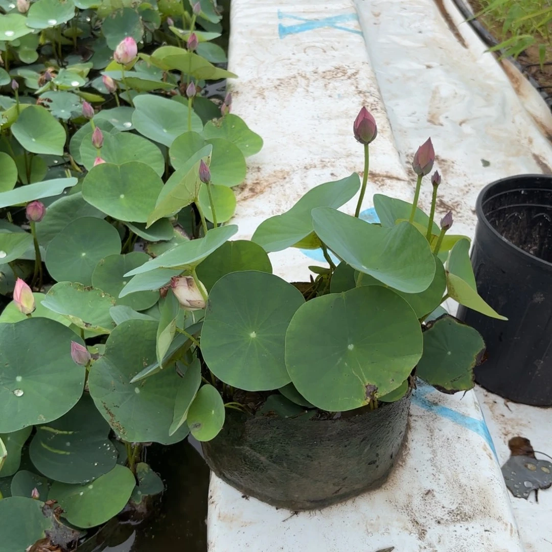 一****》霓裳美植袋成品56号