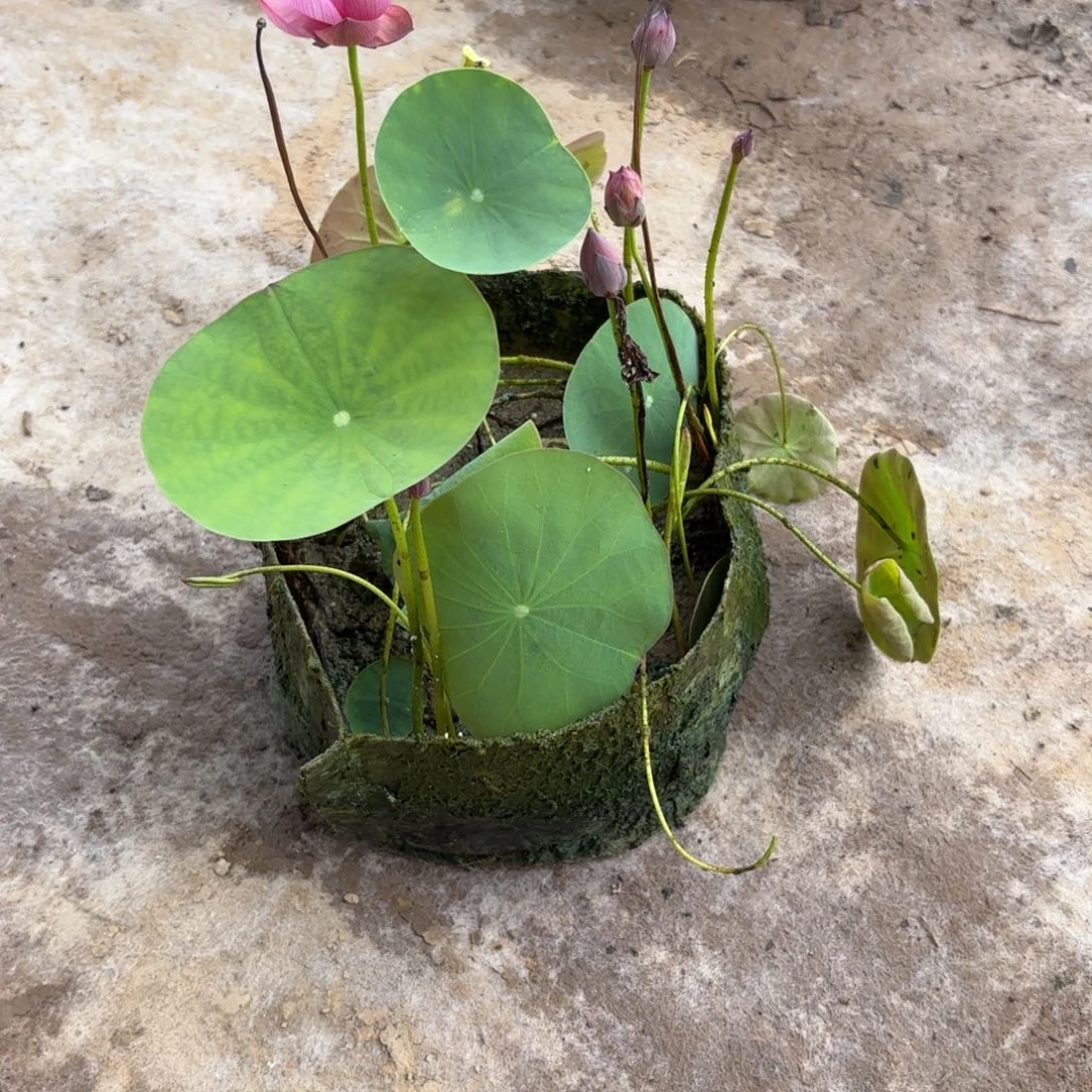 一*二美植袋成品16号