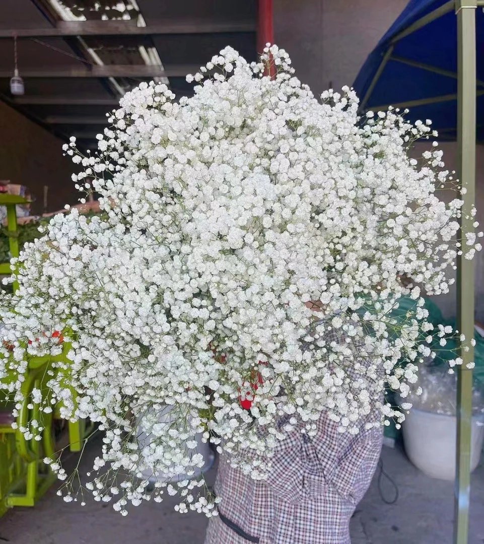 鲜花   配草   满天星500克  （少量损坏不售后）  任意两单包邮