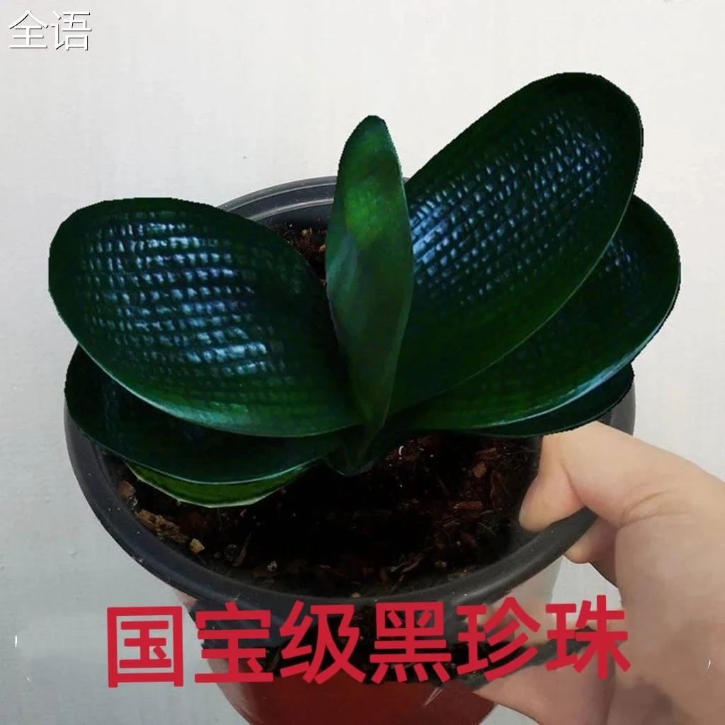 君子兰精品麻脸珍珠王宽叶短叶和尚名贵黑珍珠小苗室内高质量多肉