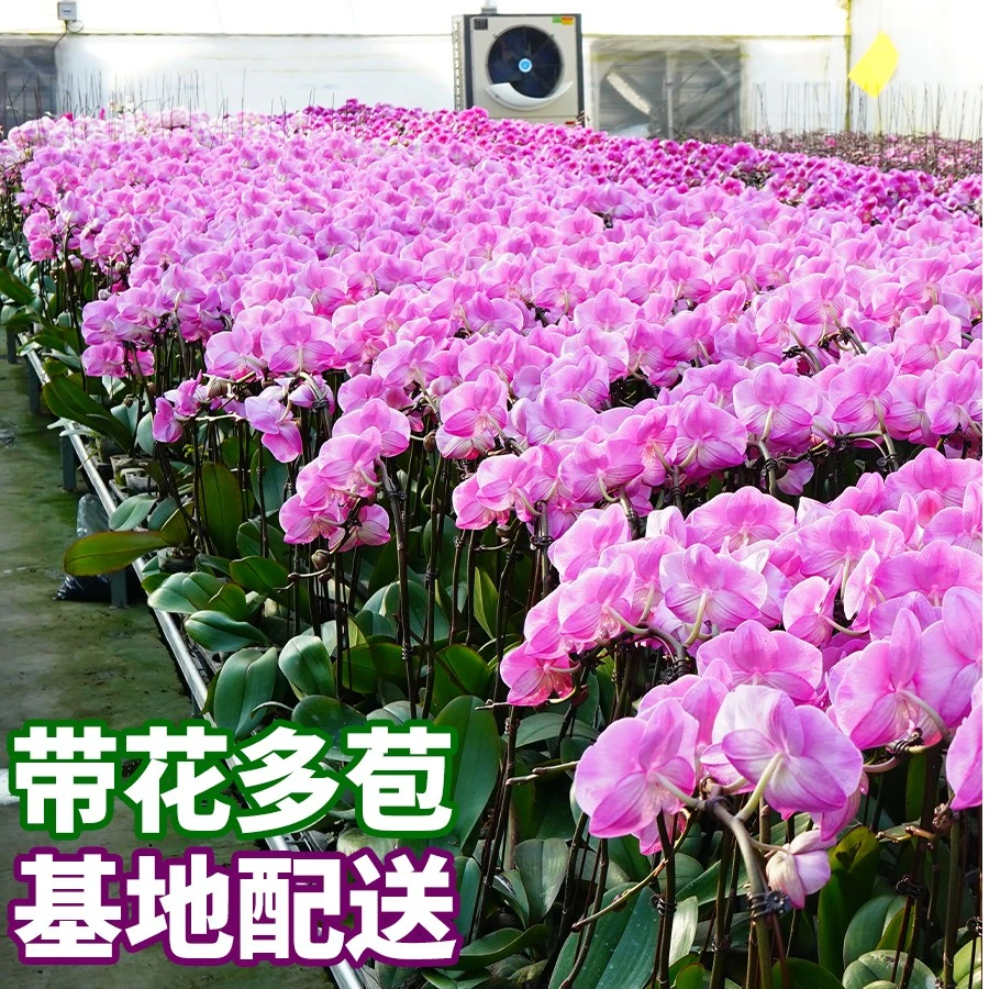 带花剑蝴蝶兰带花键带花苞多年生花卉植物室内花绿植盆栽真花开花