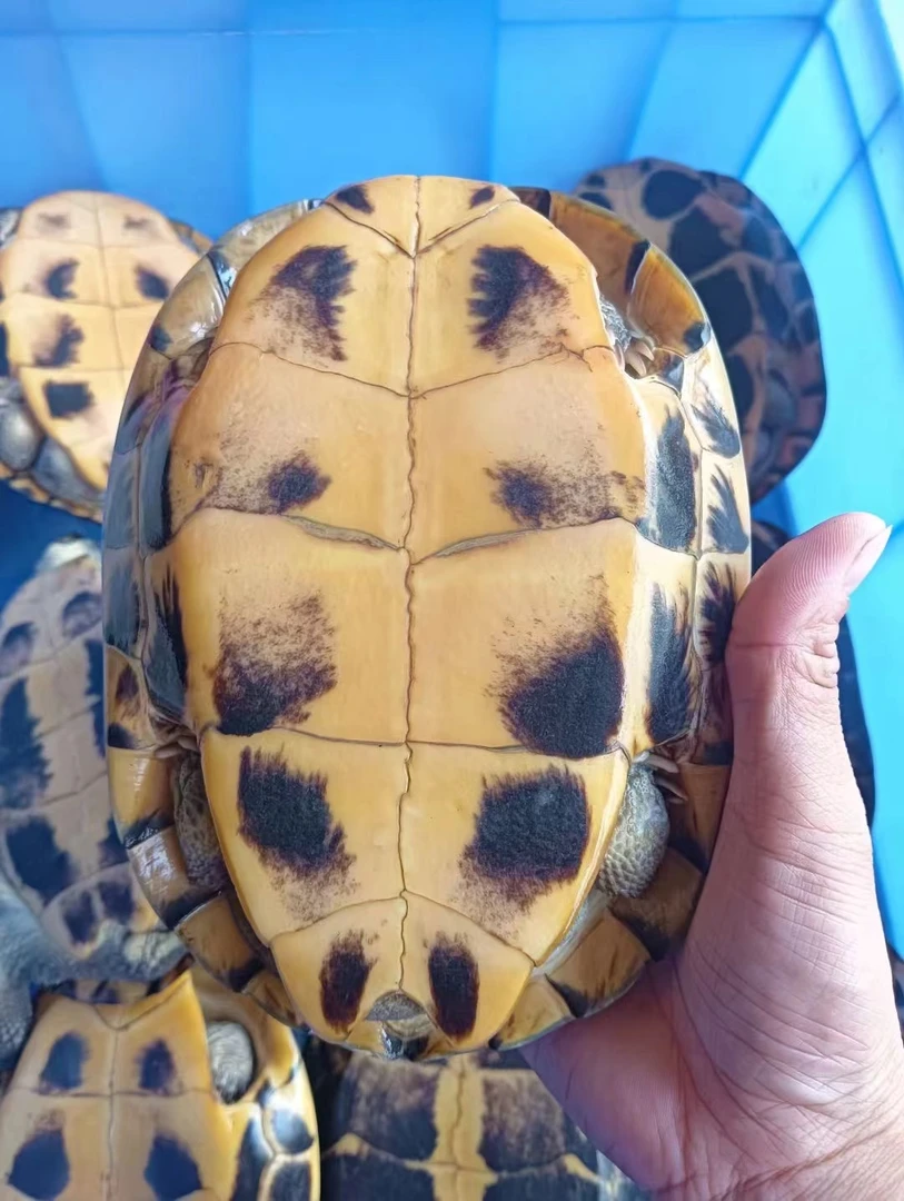 乌龟活体十年2斤以上老龟石金钱龟南石龟黄耳龟