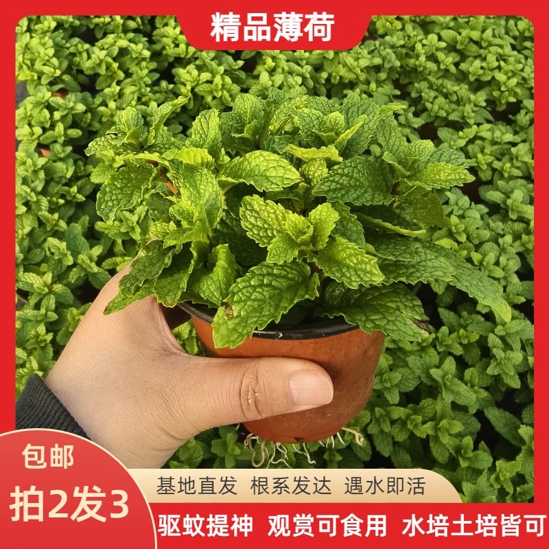 薄荷盆栽可食用水培土培小院室内桌面阳台四季好养耐寒耐热绿植