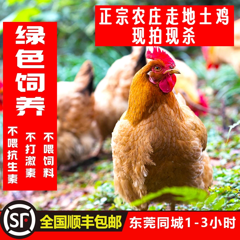 吉老倌东莞生态农场散养农家土鸡母鸡公鸡阉鸡月子鸡正宗炖汤焖煮