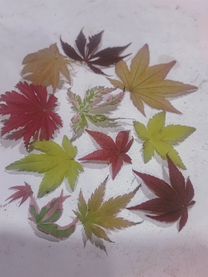 《1号~链接10元起》盆景盆栽地景一物一拍下单请截图。