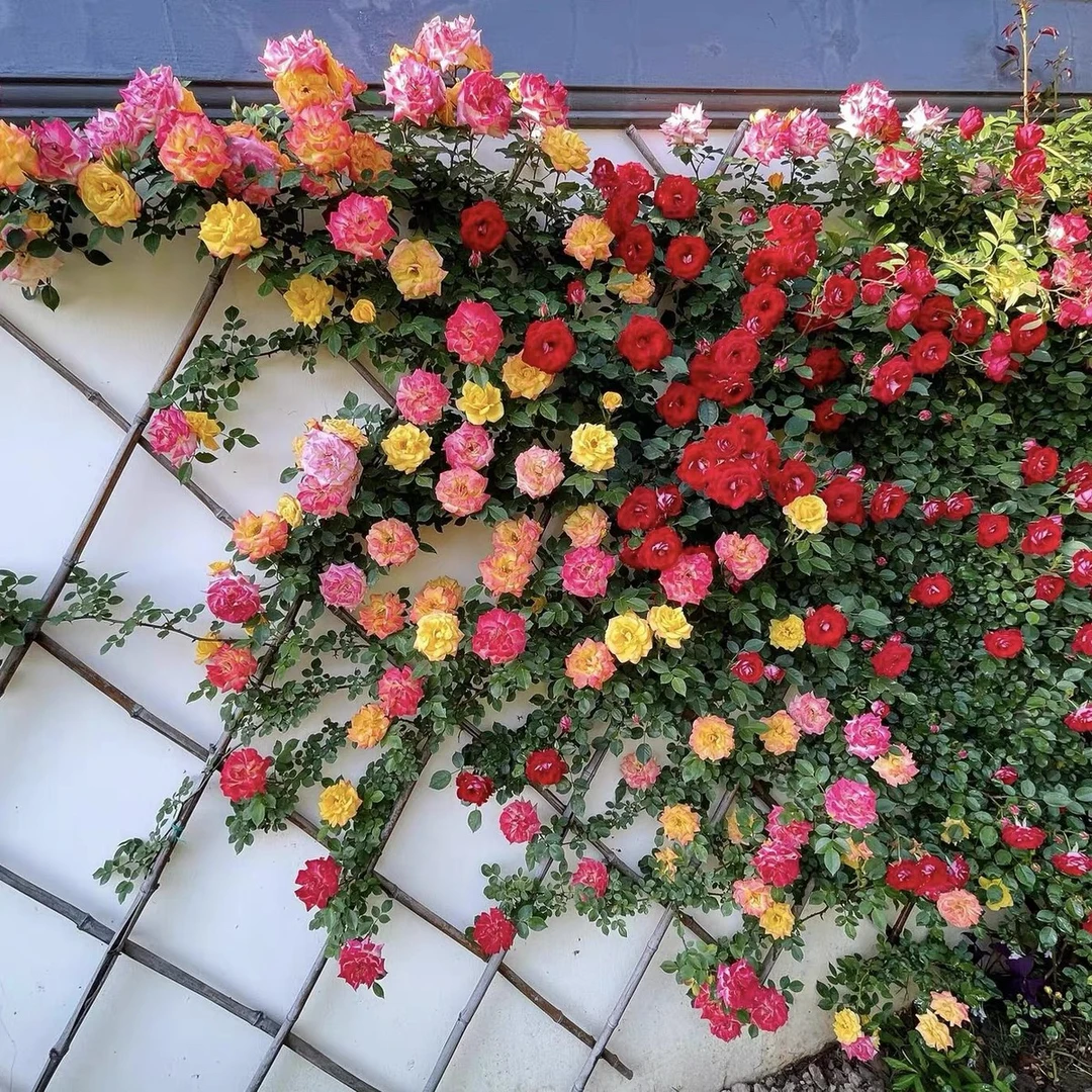 【藤彩虹】藤本花卉月季阳台庭院植物种植盆栽玫瑰蔷薇花四季开花浓