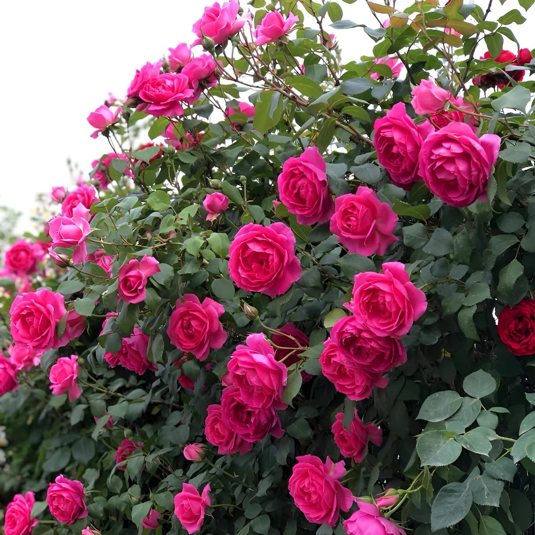 四季开花大游行养护藤本花卉月季阳台庭院植物种植季节蔷薇花夏季