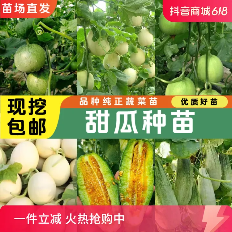 高产甜瓜苗绿宝石甜瓜白甜瓜秧苗羊角蜜苗优质特级易成活苗场直发
