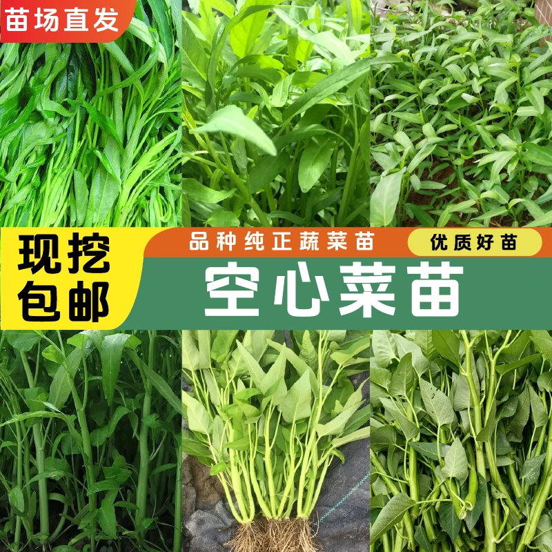 优选高产空心菜苗空心菜秧苗优质易成活苗场直发盆栽抗病品质四季