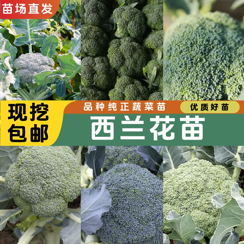 高产西兰花苗秧苗种苗优质易成活四季阳台盆栽品质苗场直发