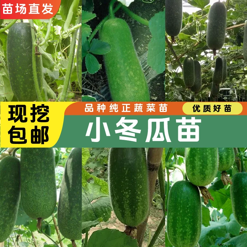 高产小冬瓜苗小冬瓜种苗小冬瓜秧苗优质四季易成活苗场直发