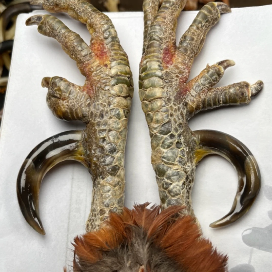 鸡爪骨一对，拍后3天内发货