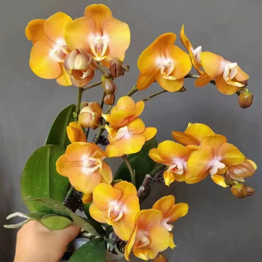 【拉斯维加斯】华绚园艺 蝴蝶兰 基地种植 易生长  客厅阳台桌面