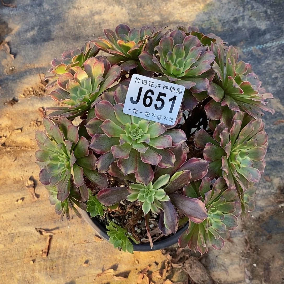 651小棵花脸法师
