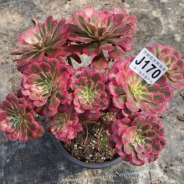 170丛林桩红彤白