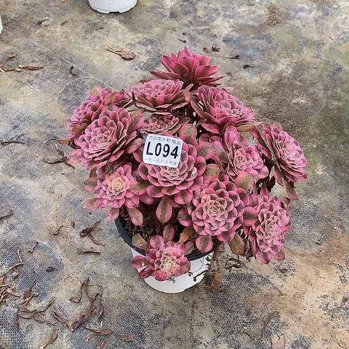 094红彤白丛林一棵