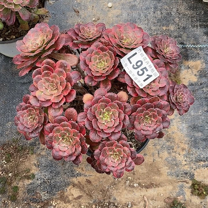 951丛林桩小红金