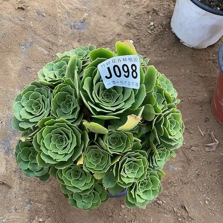 098一棵绿羊融主头的