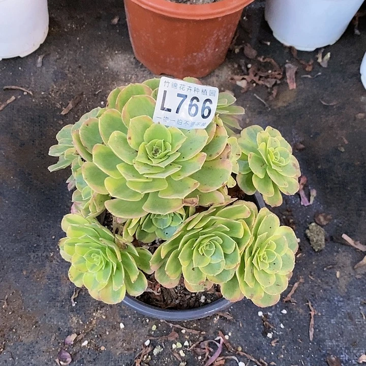 766一棵奶白锦主头的