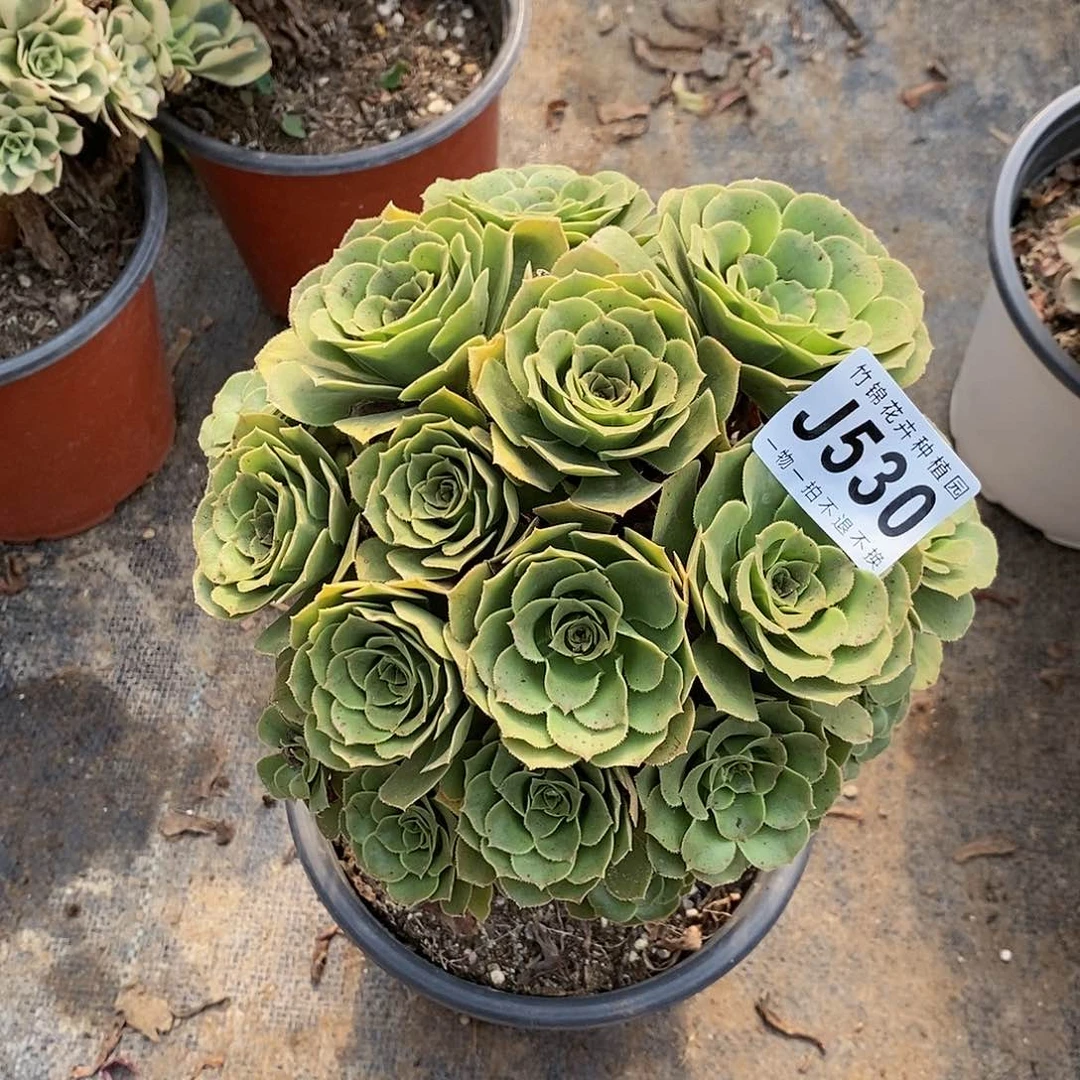 530丛林桩绿羊绒
