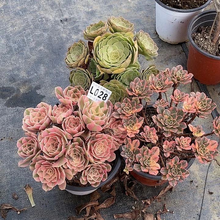 柯**姐028粉甜茶万三小棵