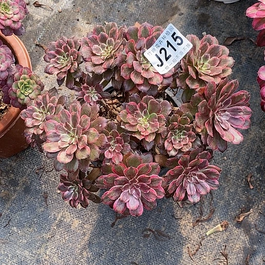 215丛林桩紫霞锦