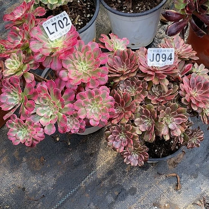 702俩棵法师锦一