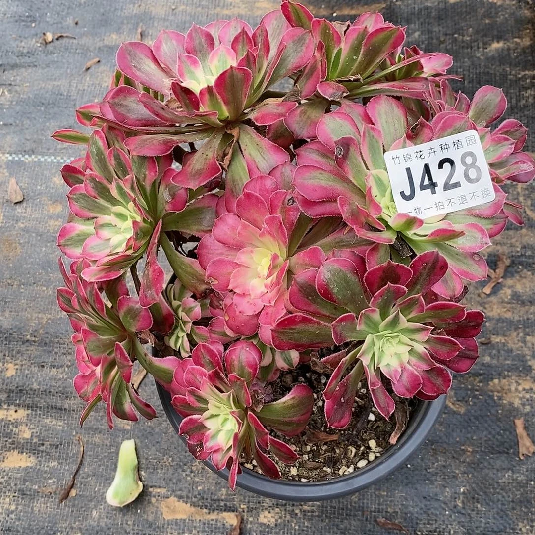 428丛林桩红彤白