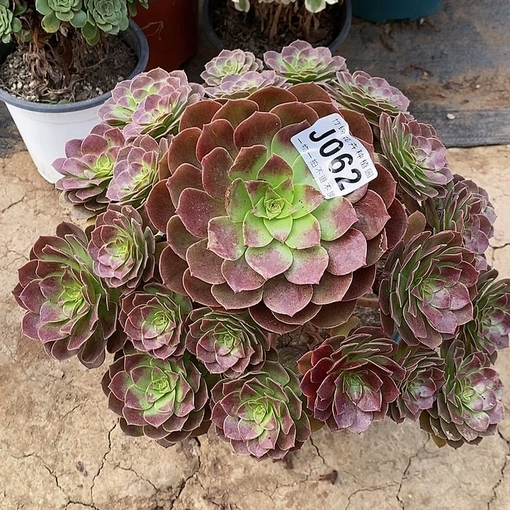 062主头赤炎莲一