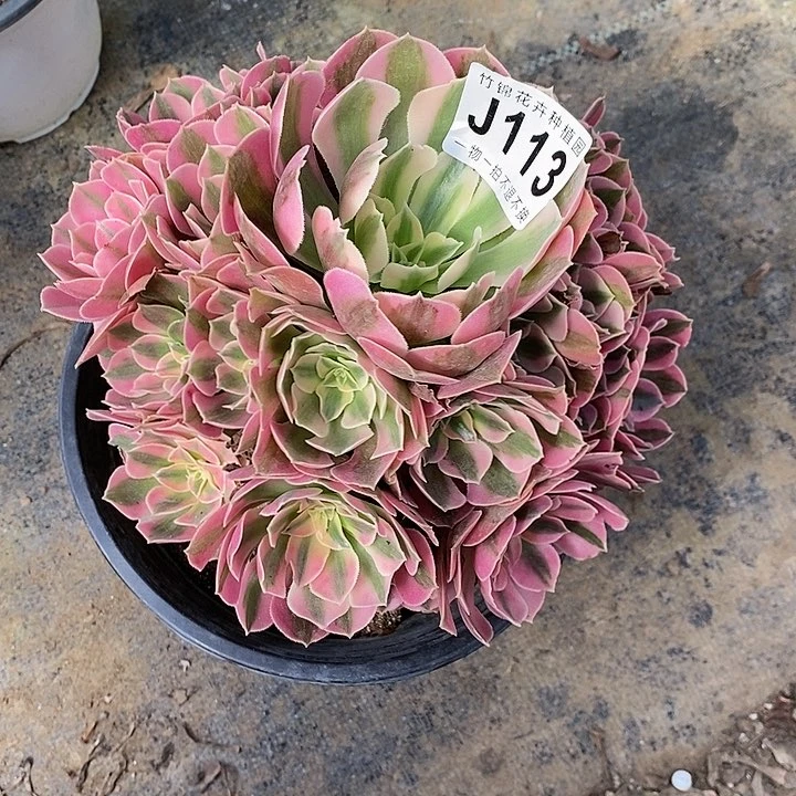 113主头粉女巫一