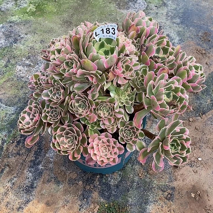 刘*宝183粉女巫主头一棵