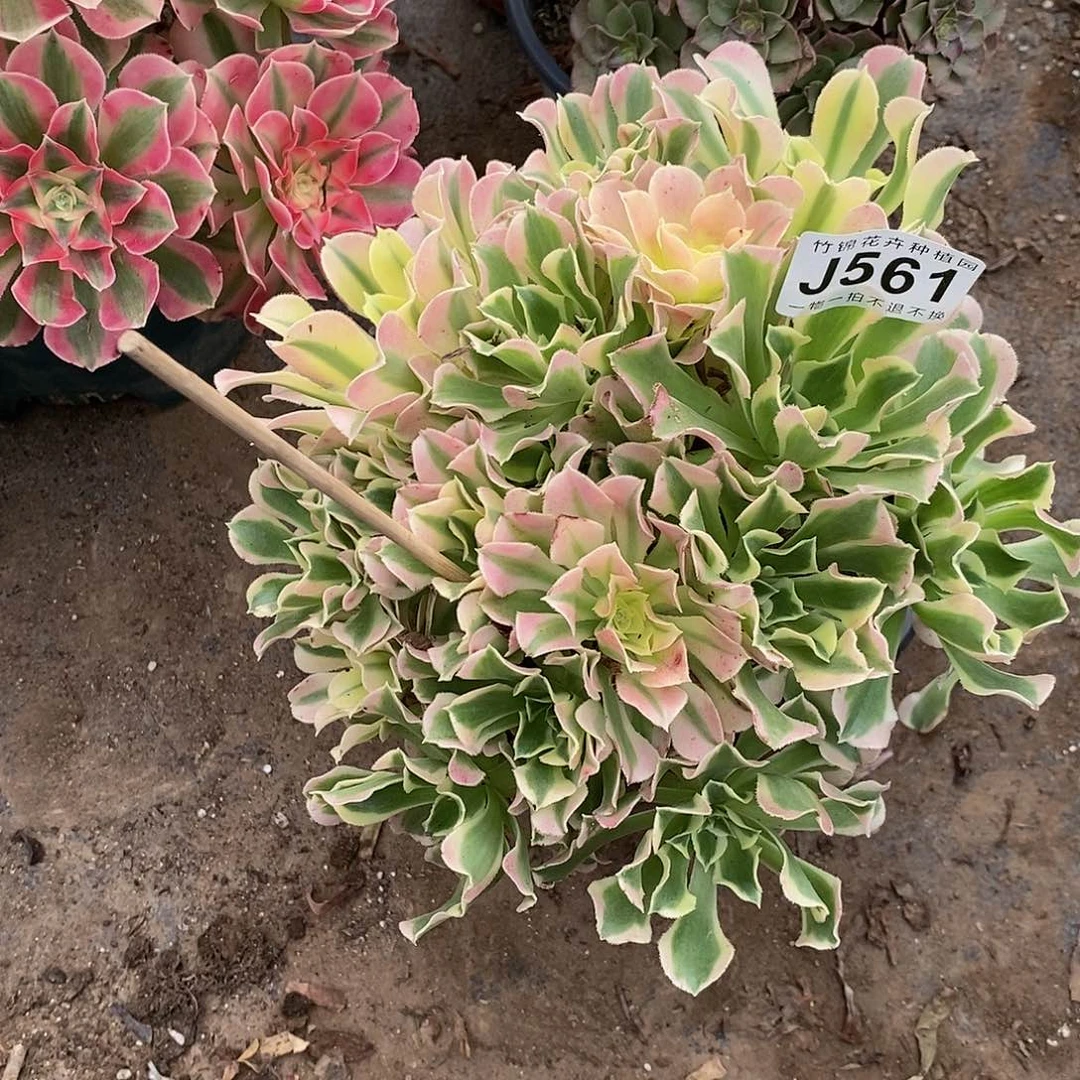 561丛林桩百凤锦