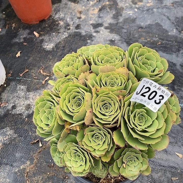 203丛林桩绿羊绒