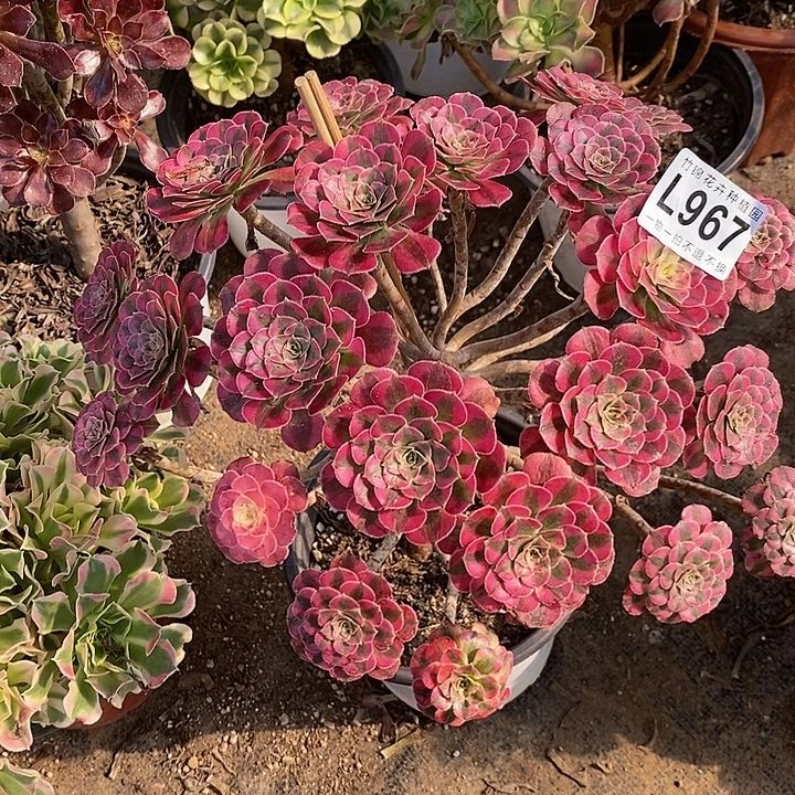 967丛林桩祝融锦