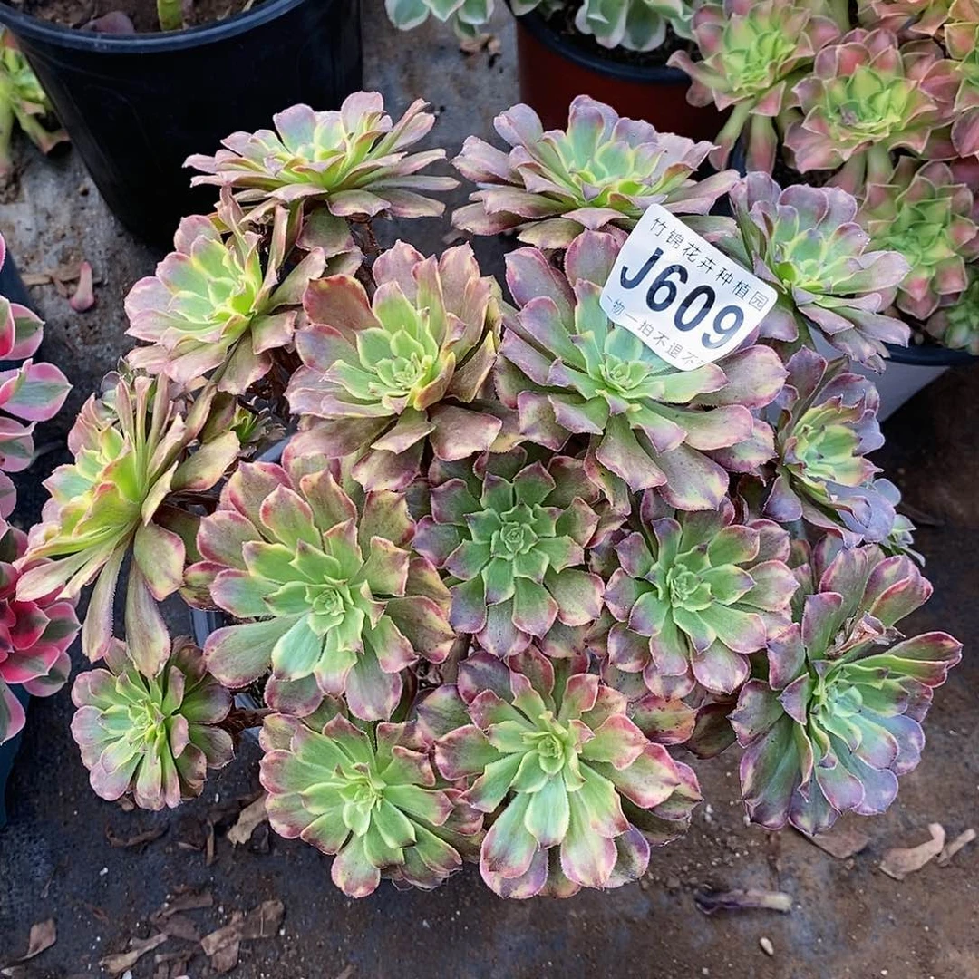 609花脸粉黛一棵