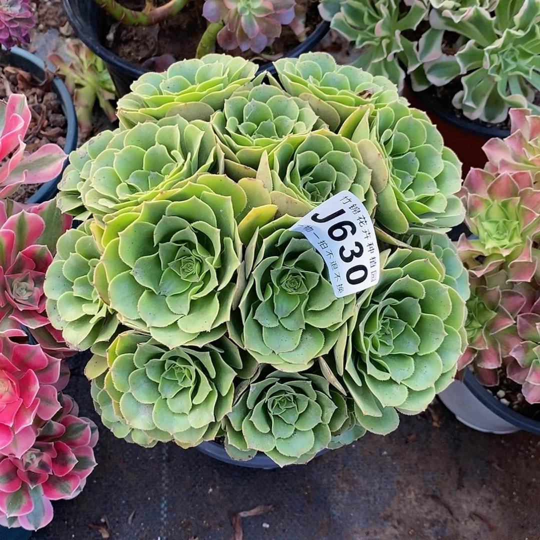 630丛林桩绿羊绒