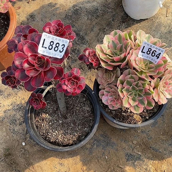 883俩小棵法师锦