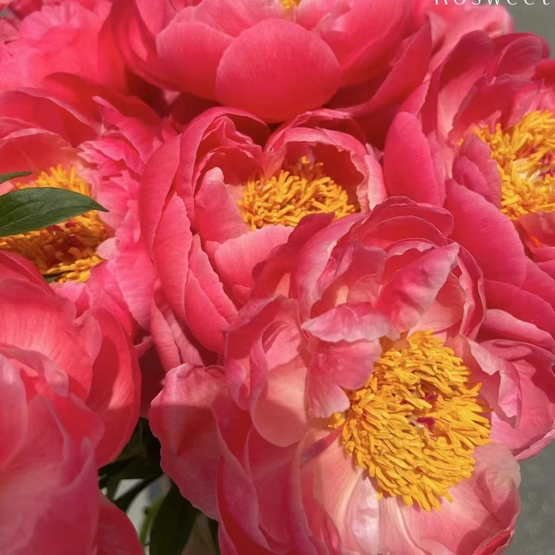 珊瑚魅力 芍药变色品种