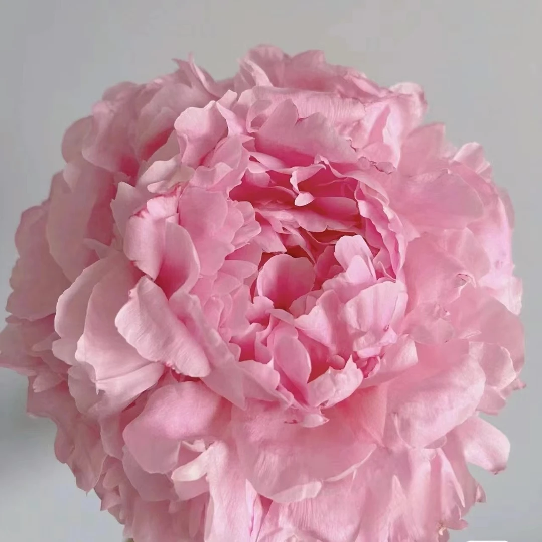 莎拉 芍药粉色系品种 香味浓郁