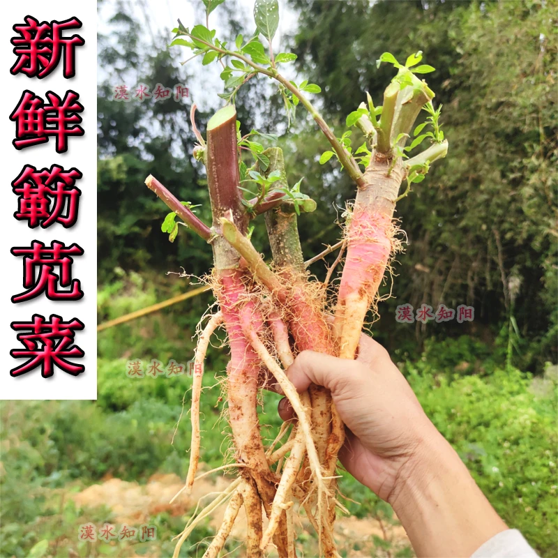 新鲜野生刺苋根红刺苋根勒苋菜猪母菜 簕苋菜红梗笕500g包邮