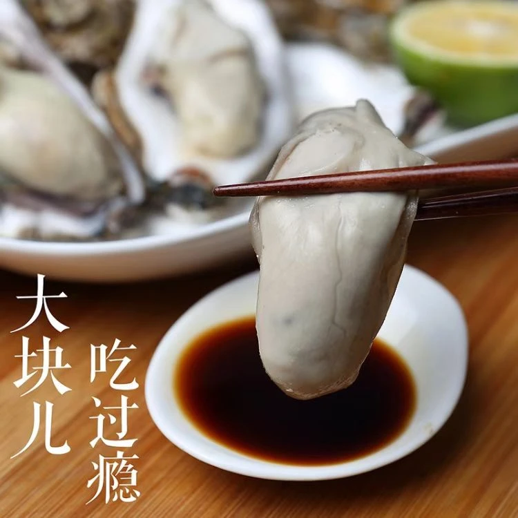 【帝王蚝】单只9两以上三倍体生蚝 包肥包活包鲜 5斤送5斤 10斤 Q
