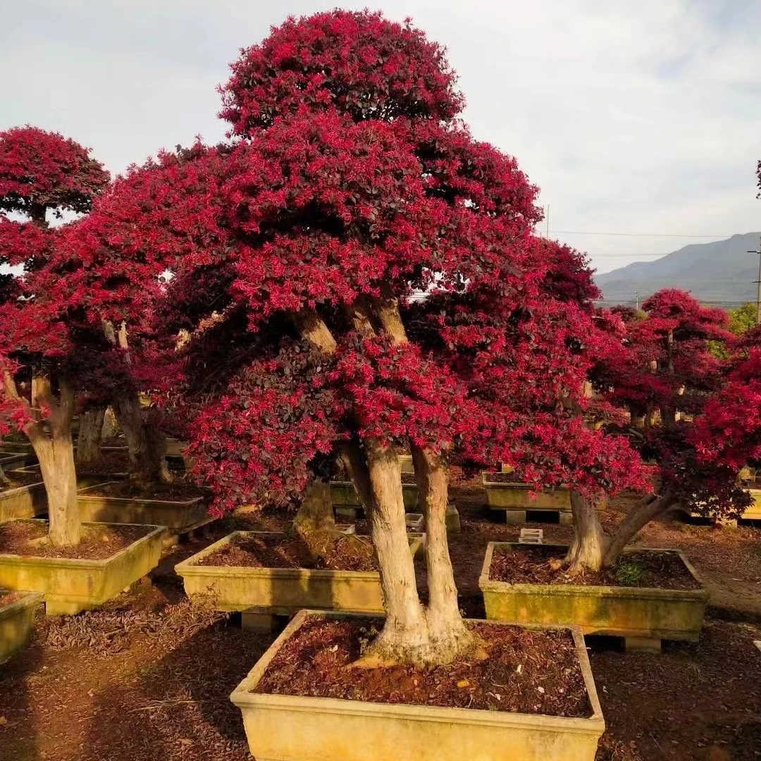 红花檵木盆景造型树
