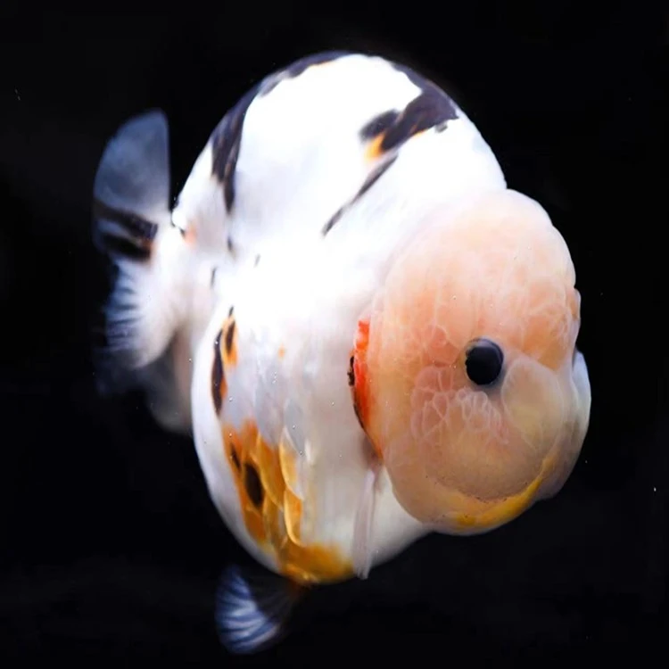 精品兰寿金鱼奶花，奶牛，包邮包路损