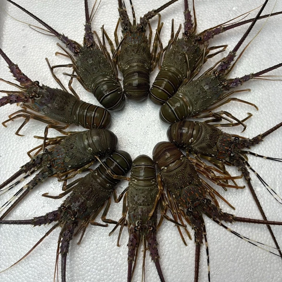 新鲜海捕西非小青龙 鲜活发货每只1.3/1.5两（保鲜不包活）