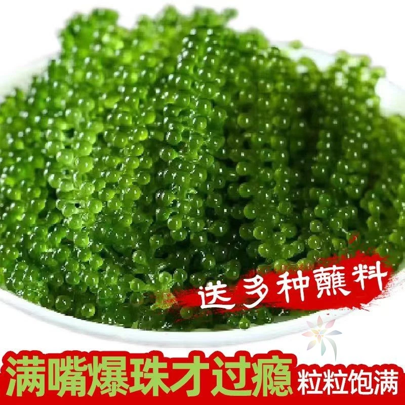 新鲜海葡萄即食长寿菜海带裙带菜海藻菜寿司鱼子酱10/0lb蔬菜组合